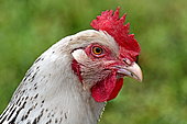 Portrait of a Domestic Hen, Doubs, France