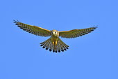 Kestrel (Falco tinnunculus) in flight, Doubs, France