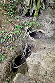 Eurasian Badger (Meles meles) Terrier, Doubs, France