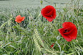 Poppy (Papaver rhoeas) in flower in a wheat field, Doubs, France