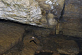 Chauve souris en vol dans une caverne, Doubs, France