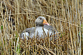 Greylag goose (Anser anser) brooding in a nest, Doubs, France