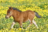 Shetland pony in a meadow with buttercups, Doubs, France