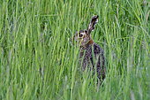 European hare (Lepus europaeus) in a meadow, Doubs, France