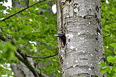 Black Woodpecker (Dryocopus martius) feeding, nest in the trunk of a beech tree, Doubs, France