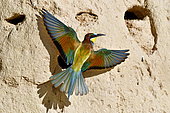 European Bee-eater (Merops apiaster) at nest, Doubs, France