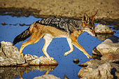 Black backed jackal (Canis mesomelas) jump over waterhole in Kgalagadi transfrontier park, South Africa