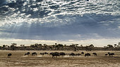 Scenery with herd of Blue wildebeest (Connochaetes taurinus) with amazing sky in Kgalagadi transfrontier park, South Africa