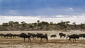 Scenery with herd of Blue wildebeest in Kgalagadi transfrontier park, South Africa ; Specie Connochaetes taurinus family of Bovidae