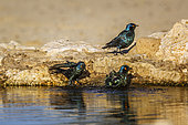 Three Cape Glossy Starling (Lamprotornis nitens) bathing in waterhole in Kgalagadi transfrontier park, South Africa