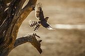 Gabar Goshawk (Micronisus gabar) flying away in Kgalagadi transfrontier park, South Africa