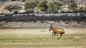 Hartebeest (Alcelaphus buselaphus) running side view in dry land in Kgalagadi transfrontier park, South Africa