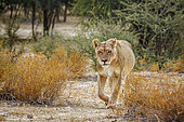 African lioness (Panthera leo) walking front view in shrub land in Kgalagadi transfrontier park, South Africa