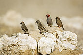 Four Red headed Finch (Amadina erythrocephala) standing on rock in Kgalagadi transfrontier park, South Africa