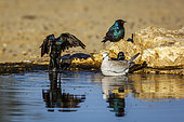 Ring-necked Dove and Cape Glossy Starling in waterhole in Kgalagadi transfrontier park, South Africa ; Specie Streptopelia capicola and Lamprotornis nitens