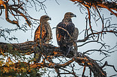 Two Tawny Eagle (Aquila rapax) adult and juvenile in a tree in Kgalagadi transfrontier park, South Africa