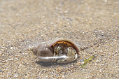 Bernard l'ermite (Dardanus sp) sortant de son coquillage à marée basse, Bretagne, France