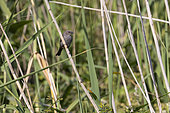 Dunnock (Prunella modularis) in the reeds , Bretagne, France