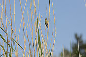 European Serin (Serinus serinus) in the reeds, Bretagne, France