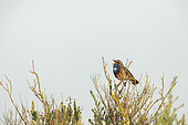 Bluethroat (Luscinia svecica) male perched on his singing post, Bretagne, France