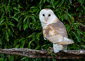 Barn owl (Tyto alba) perched on a branch, France