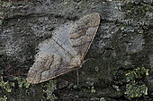 Dotted border (Agriopis marginaria) Imago in winter colours at rest, Plérin, Brittany, France