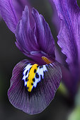 Iris (Iris reticulata) close-up
