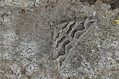 Spanish carpet (Scotopteryx peribolata), Imago at rest, Hillion, Brittany, France