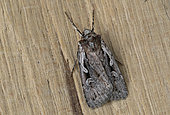 Heath rustic (Xestia agathina) Imago at rest, Plédéliac, Brittany, France.