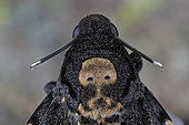 Death's-head Hawk-moth (Acherontia atropos) Portrait of an imago, Médoc, France