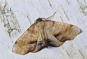 Scorched wing (Plagodis dolabraria) Imago at rest, Brittany, France