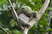Pale-throated three-toed sloth (Bradypus tridactylus) on a branch, Manuel Antonio National Park, Costa Rica