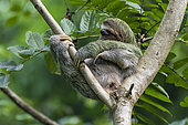 Pale-throated three-toed sloth (Bradypus tridactylus) on a branch, Manuel Antonio National Park, Costa Rica