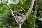 Pale-throated three-toed sloth (Bradypus tridactylus) on a branch, Manuel Antonio National Park, Costa Rica