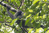 Pale-throated three-toed sloth (Bradypus tridactylus) on a branch, Manuel Antonio National Park, Costa Rica