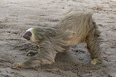 Southern two-toed Sloth (Choloepus didactylus) moving on ground, Costa Rica