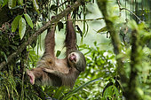 Southern two-toed Sloth (Choloepus didactylus) hanging, Costa Rica