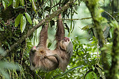 Southern two-toed Sloth (Choloepus didactylus) hanging, Costa Rica