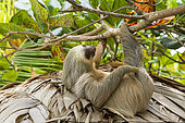 Southern two-toed Sloth (Choloepus didactylus), Costa Rica