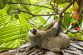 Southern two-toed Sloth (Choloepus didactylus), Costa Rica