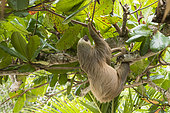 Southern two-toed Sloth (Choloepus didactylus) hanging, Costa Rica