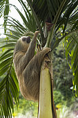 Southern two-toed Sloth (Choloepus didactylus) climbing a tree, Costa Rica