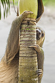 Southern two-toed Sloth (Choloepus didactylus) climbing a tree, Costa Rica