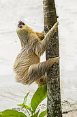 Southern two-toed Sloth (Choloepus didactylus) climbing a tree, Costa Rica