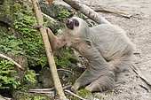Southern two-toed Sloth (Choloepus didactylus) on ground, Costa Rica