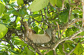 Southern two-toed Sloth (Choloepus didactylus) in atree, Costa Rica