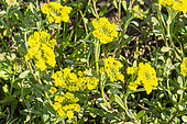 Gold Alyssum, Aurinia saxatilis 'Compactum Gold Bullet', flowers