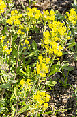 Gold Alyssum, Aurinia saxatilis 'Compactum Gold Bullet', flowers