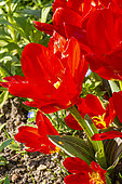 Waterlily TulipTulipa kaufmanniana 'Showwinner', flowers