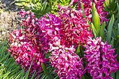 Dutch Hyacinth, Hyacinthus orientalis 'Jan Bos', flowers